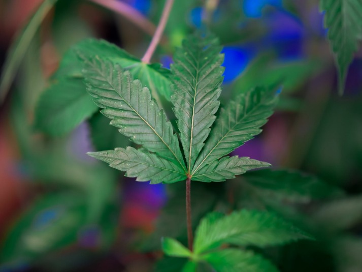 cannabis dark web