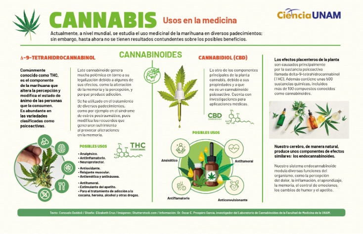 cannabis dark web